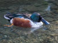 Löffelente Männchen